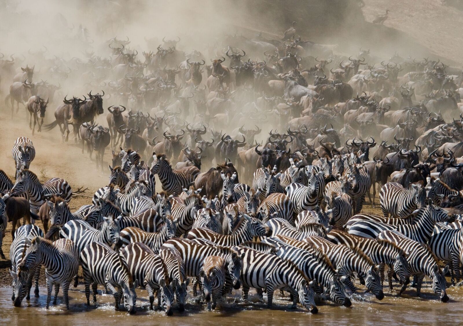 8 Days Wildebeest River Mara Crossing