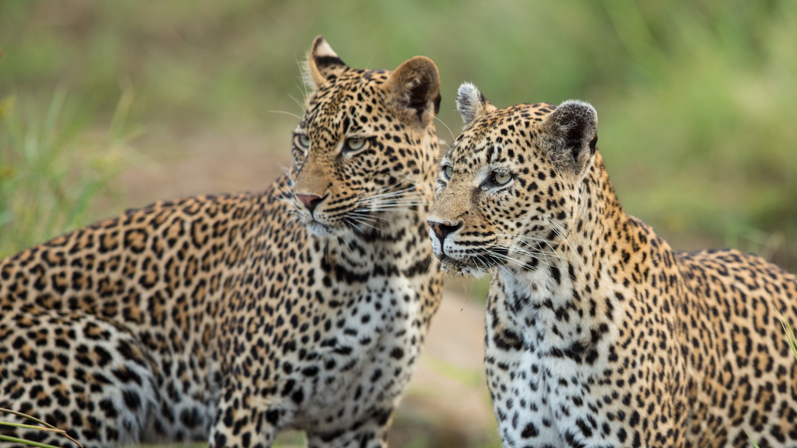 9 Days Tanzania Wildlife Excursions