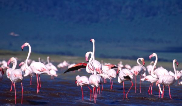 Bird manyara