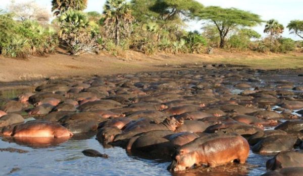 Katavi National Park