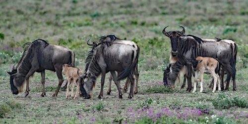 Wildebeest Calving Season Serengeti