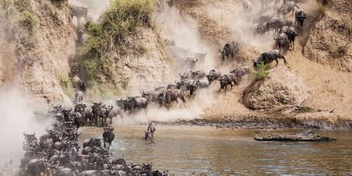 Wildebeest River Mara Crossing