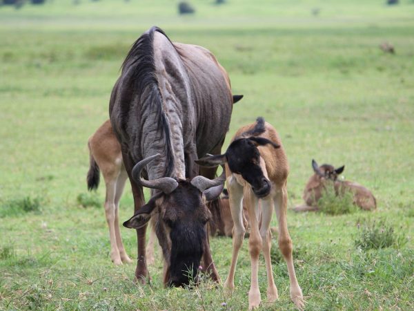 6 Days Tanzania Wildebeest Calving Season