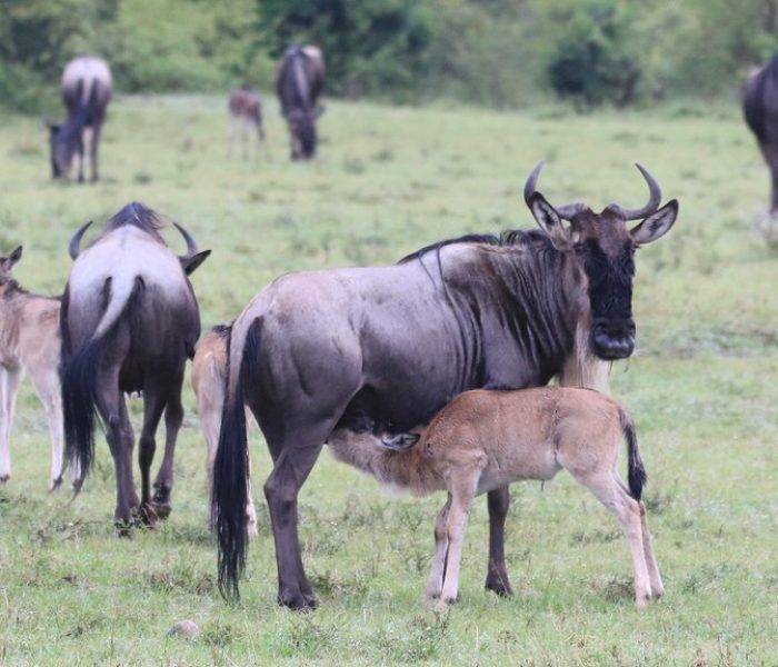 6 Days Tanzania Wildebeest Calving Season