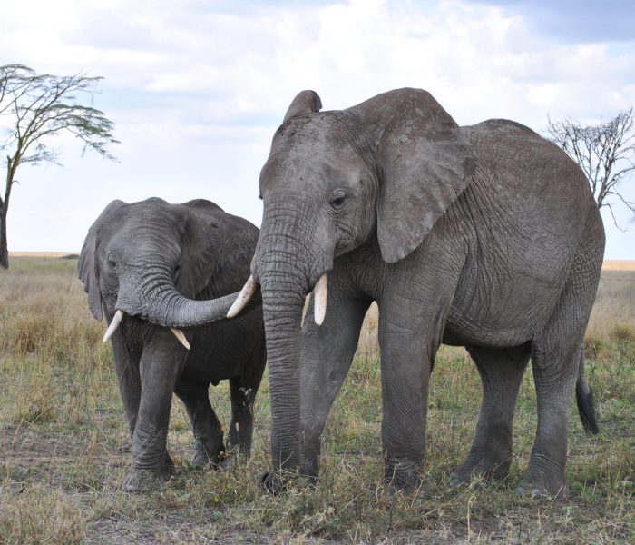 6 Days Tanzania Wildebeest Calving Season