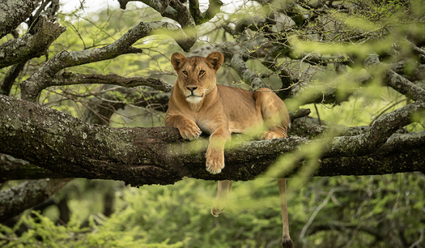 lake manyara