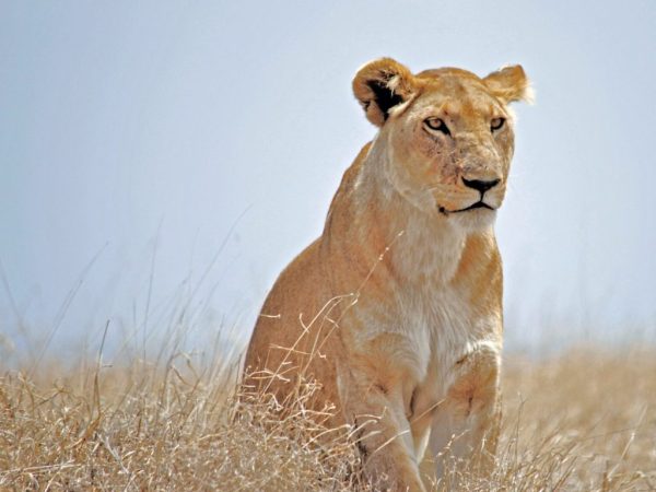 6 Days The Best of Tanzania Luxury Safari