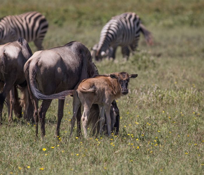 6 Days Tanzania Wildebeest Calving Season